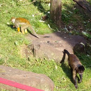 Brown capuchin and Bolivian squirrel monkey 16.9.24