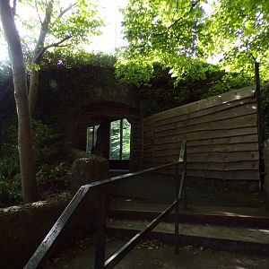 Staircase up to older tiger enclosure 16.9.24