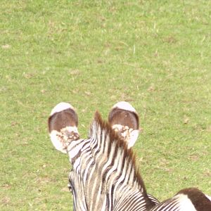 Grevy’s zebra 16.9.24