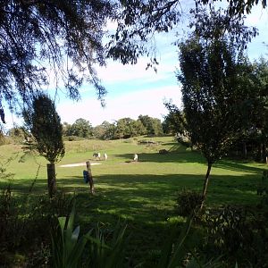 Grevy’s zebra enclosure 16.9.24