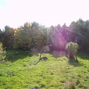 Giant anteater in enclosure 16.9.24