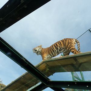 Sumatran tiger 16.9.24