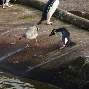 Rockhopper penguin fighting seagull chick 16.9.24