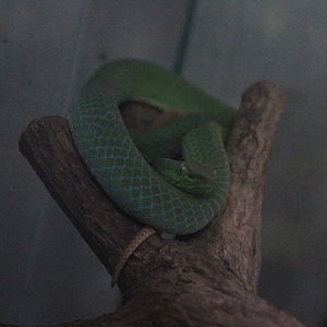 Sumatran green pit viper (Trimeresurus barati) - Taman Konservasi Sato Loka