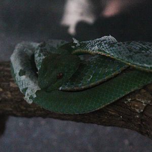 Toba pit viper (Trimeresurus toba) - Taman Konservasi Sato Loka
