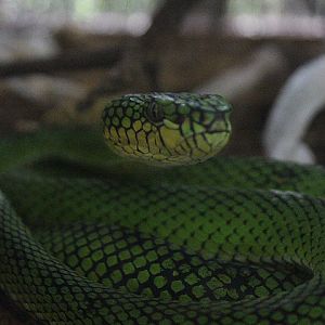Nias pit viper (Trimeresurus calamitas) - Taman Konservasi Sato Loka