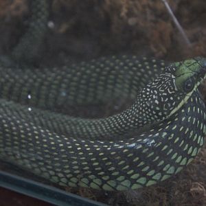 Paradise flying snake (Chrysopelea paradisi paradisi) - Taman Konservasi Sato Loka