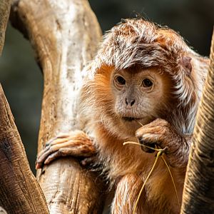 Ebony Langur (Trachypithecus auratus) Jungle World - Bronx Zoo, April 2025