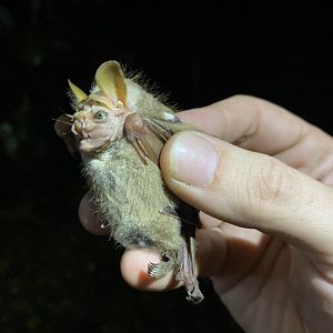 Wrinkle-faced Bat (Centurio senex) - female