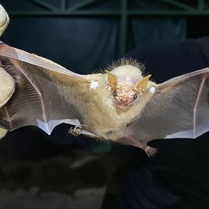 Wrinkle-faced Bat (Centurio senex) - female
