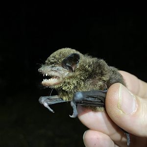 Chiriqui Brown Bat (Eptesicus chiriquinus)