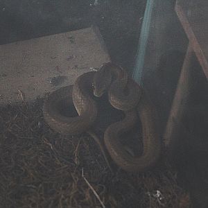 Common mock viper (Psammodynastes pulverulentus pulverulentus) - Taman Konservasi Sato Loka