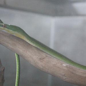 Malayan vine snake (Ahaetulla mycterizans) - Taman Konservasi Sato Loka