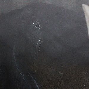 Sulawesi gold-ringed cat snake (Boiga dendrophila gemmicincta) - Taman Konservasi Sato Loka