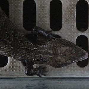 Kei Islands blue-tongued skink (Tiliqua gigas keyensis) - Taman Konservasi Sato Loka