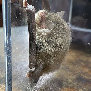 Spix’s Disk-winged Bat (Thyroptera tricolor)