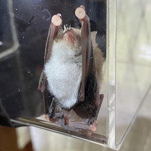 Spix’s Disk-winged Bat (Thyroptera tricolor)