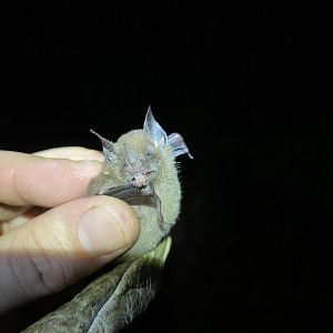 Niceforo’s Big-eared Bat (Trinycteris nicefori)