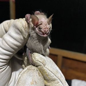 Wrinkle-faced Bat (Centurio senex) - male
