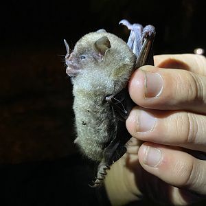 Talamancan Yellow-shouldered Bat (Sturnira mordax)