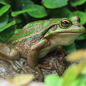 Green-and-Golden Bell Frog (Ranoidea aurea)