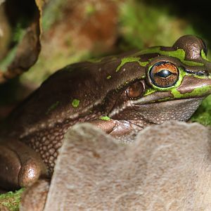 Green-and-Golden Bell Frog (Ranoidea aurea)