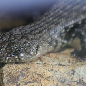 Cunningham’s Skink (Egernia cunninghami)