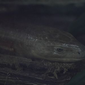 Zheltopusik (Pseudopus apodus)