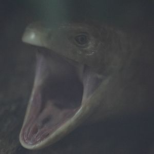 Zheltopusik (Pseudopus apodus)