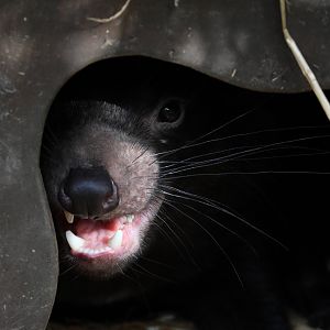 Tasmanian Devil (Sarcophilus harrisii)