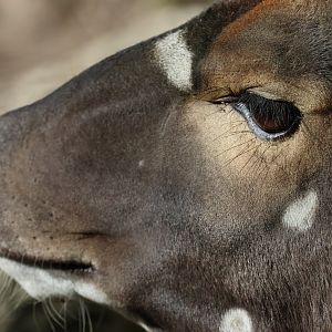 Lowland Nyala (Tragelaphus angasii) male