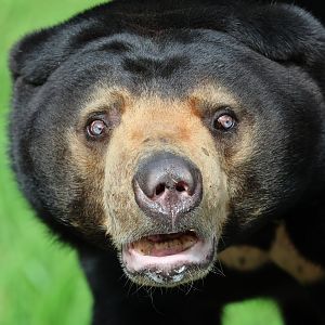 Sun Bear (Helarctos malayanus)