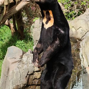 Sun Bear (Helarctos malayanus)