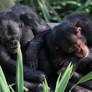 Chimpanzees (Pan troglodytes)