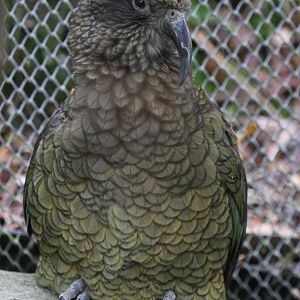 Kea (Nestor notabilis)