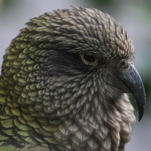 Kea (Nestor notabilis)