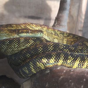 Maluku python (Simalia clastolepis) - Taman Konservasi Sato Loka
