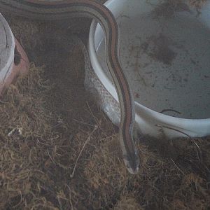 Eight-striped kukri snake (Oligodon octolineatus) - Taman Konservasi Sato Loka