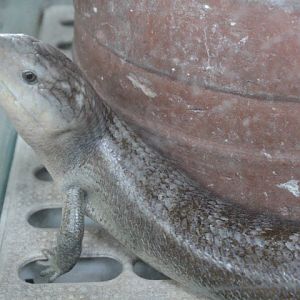Tanimbar blue-tongued skink (Tiliqua scincoides chimaera) - Taman Konservasi Sato Loka