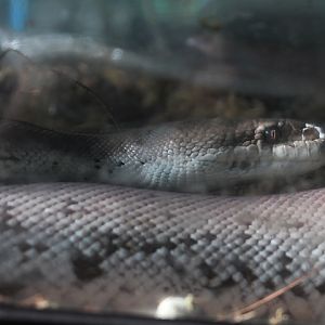 Dunn's python (Liasis mackloti dunni) - Taman Konservasi Sato Loka