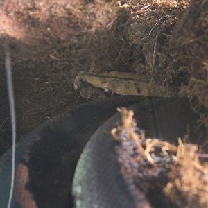 Sumatran short-tailed python (Python curtus) - Taman Konservasi Sato Loka