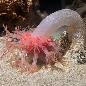 Mushroom soft coral