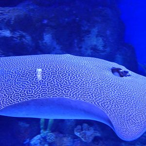 Himantura ID? Cairns Aquarium
