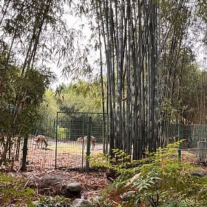 Sika Deer Exhibit