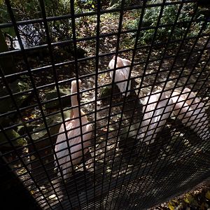 Eastern white pelicans 17.10.24