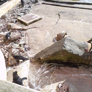 Northern rockhopper penguins 17.10.24