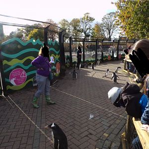 Penguins in new parade area 17.10.24