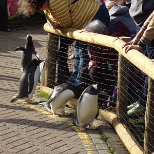Gentoo penguins and visitors 17.10.24