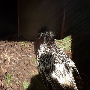 Cape porcupine 17.10.24