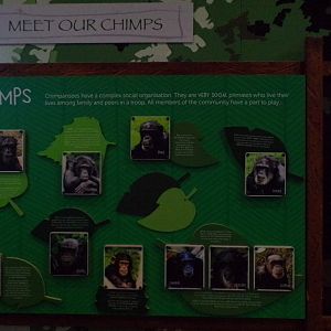 Chimp name taken off ID sign 17.10.24